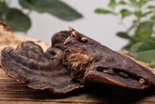 麗江特產(chǎn)珍品 靈芝與天麻的選購(gòu)指南與聯(lián)系方式